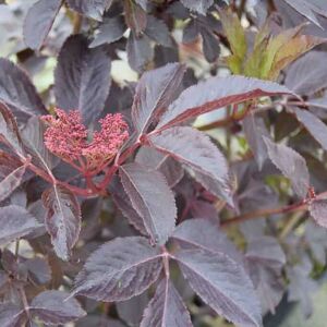 Sambucus nigra f. porphyrophylla 'Thundercloud' 20-30 cm